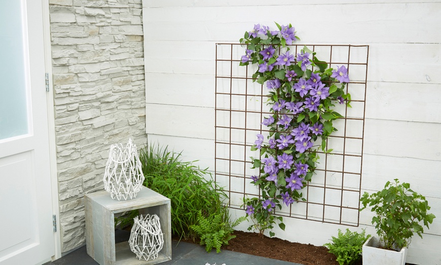 Image 2: Boulevard Patio Clematis