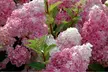 Lot de 2 ou 4 plantes Hydrangea paniculata 'Vanille Fraise' - Image 3