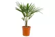 Chinesische Hanfpalme "Trachycarpus Fortunei" - Second Medium