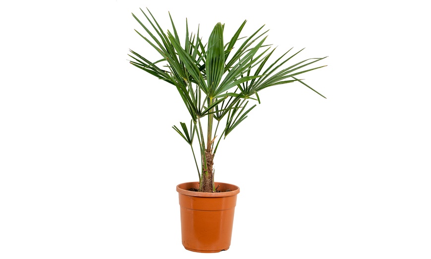 Image 3: Chinesische Hanfpalme "Trachycarpus Fortunei"