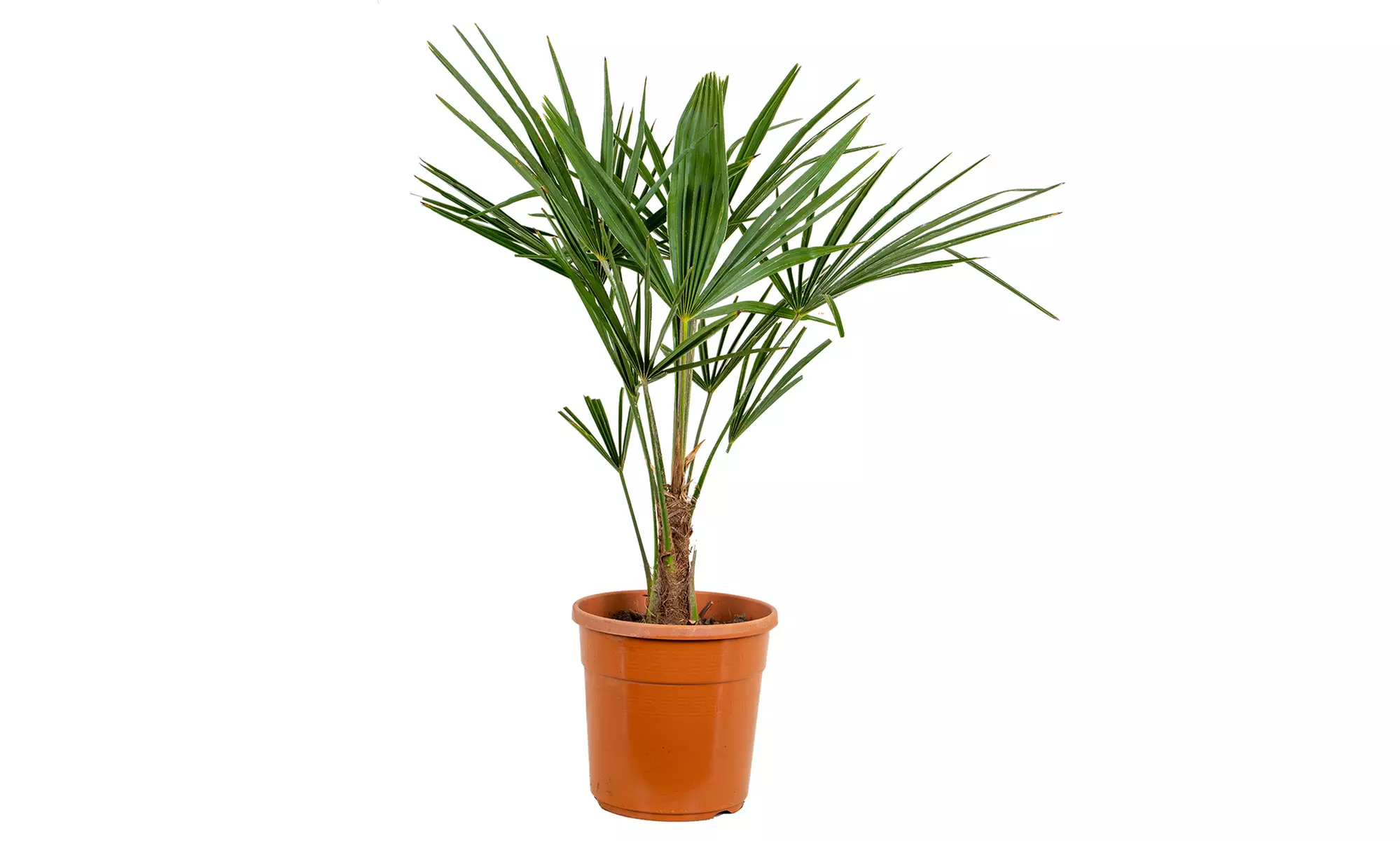 Chinesische Hanfpalme "Trachycarpus Fortunei"