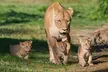 Sous le regard des lions, une nuit hors du temps : en famille au Royaume des Lions (46% de remise) - Second Medium