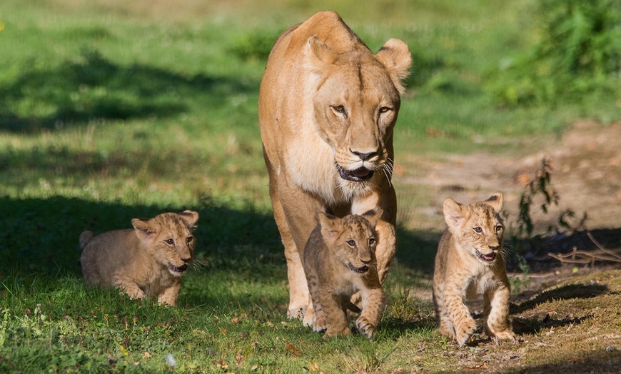 Image 3: Venez passer une ou deux nuits insolites au milieu des lions 