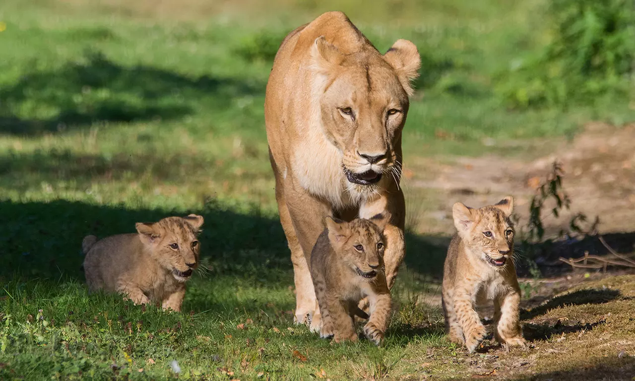 Séjour en famille au Royaume des Lions : nuit magique face aux fauves