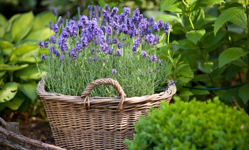 Image 6: 5, 10, 15 or 20 Hardy English Lavender Plants