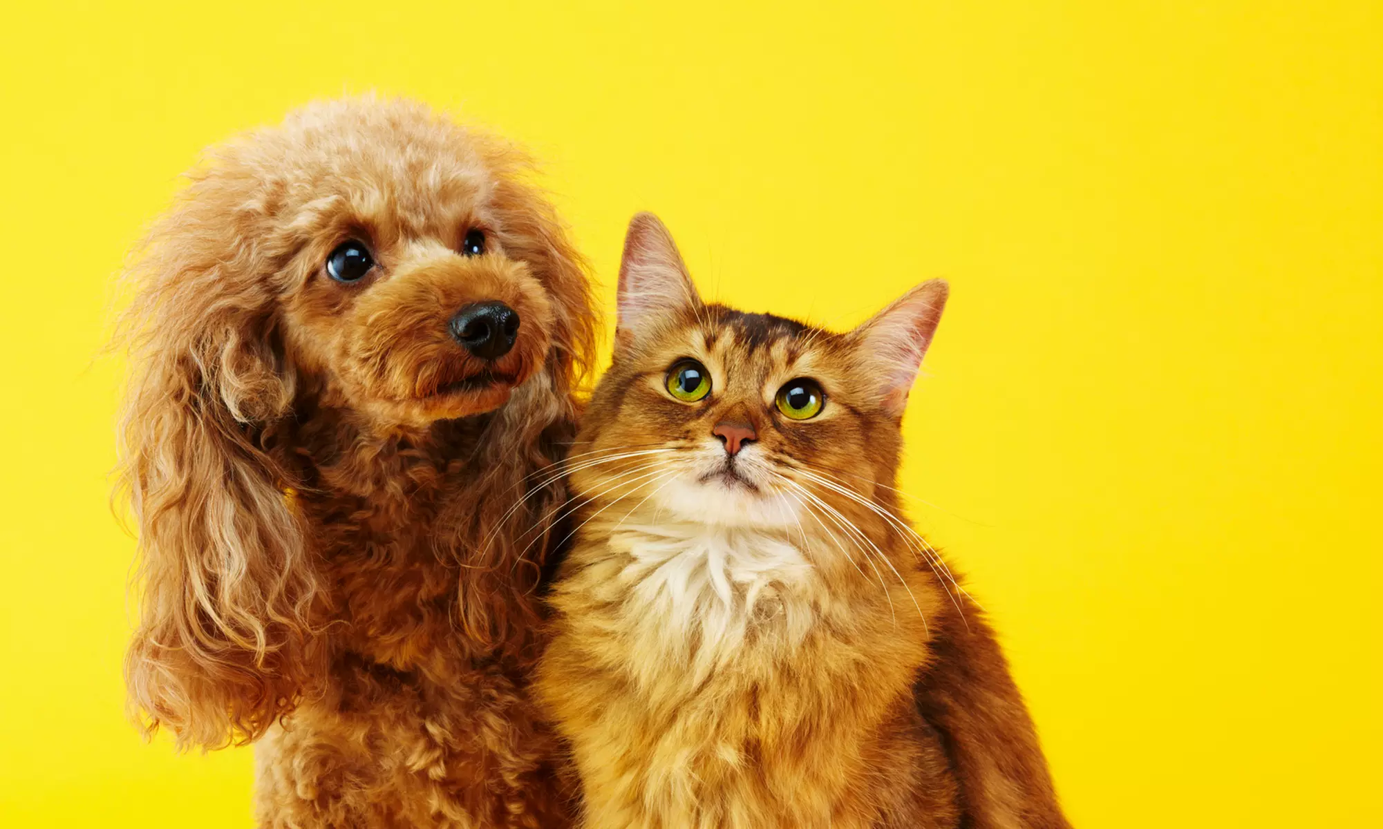 30-, 45-, or 60-Minute Phone Psychic or Animal Communication Session from Lisa Holm, Intuitive (Up to 36% Off) - Primary Image