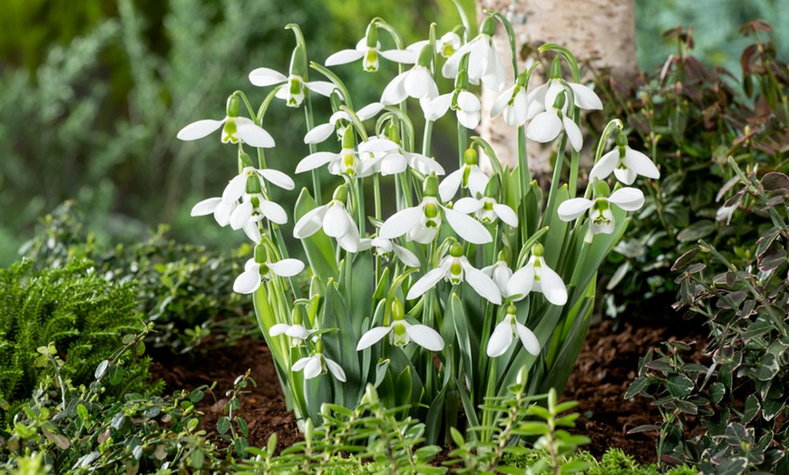 Image 6: Lot de bulbes à fleurs