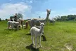 60-Minute Baby Alpaca Experience or Alpaca Walking Experience with Afternoon Tea for One or Two (Up to 35% Off) - Image 3