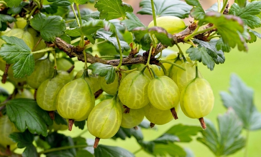 Image 5: Gooseberry Fruit Collection