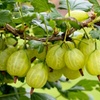 Image 5: Gooseberry Fruit Collection