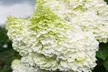 Hydrangea ‘Magical Moonlight’ - 1 or 2 Potted Plants - Second Medium