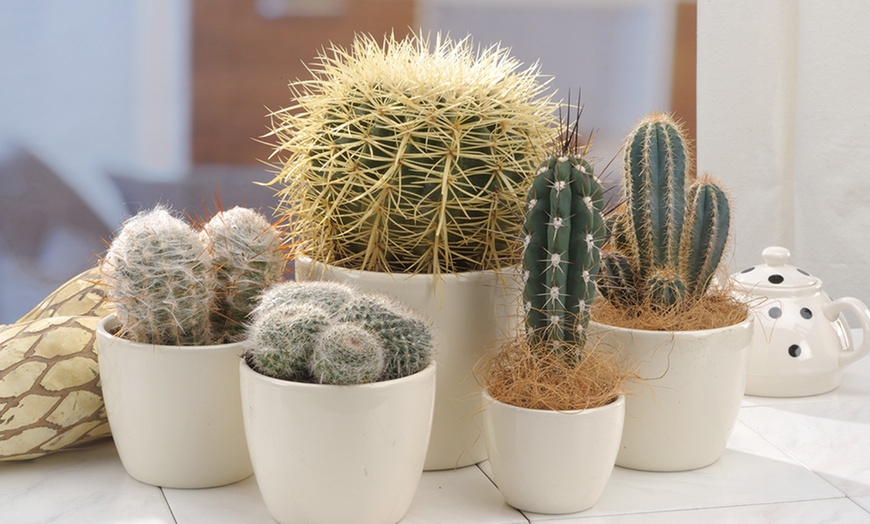 Image 2: Mix di 6 o 12 mini cactus o succulente