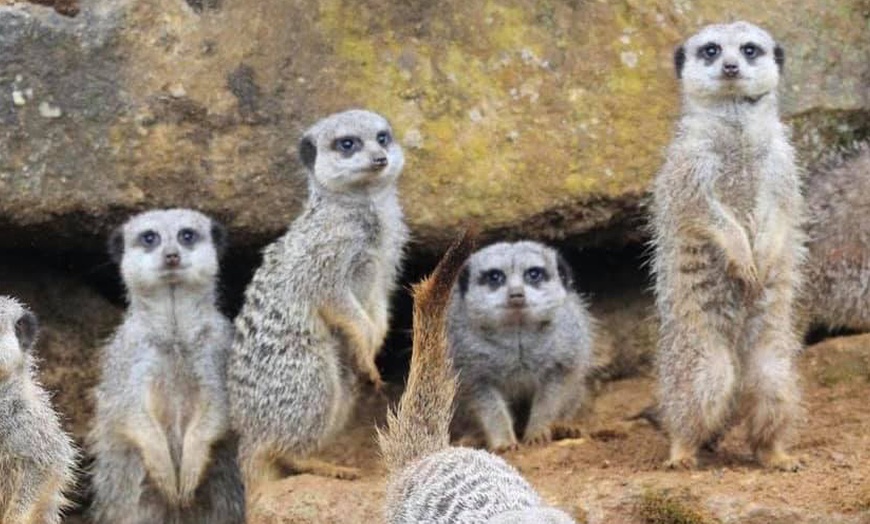 Beale Wildlife Park in - Pangbourne | Groupon