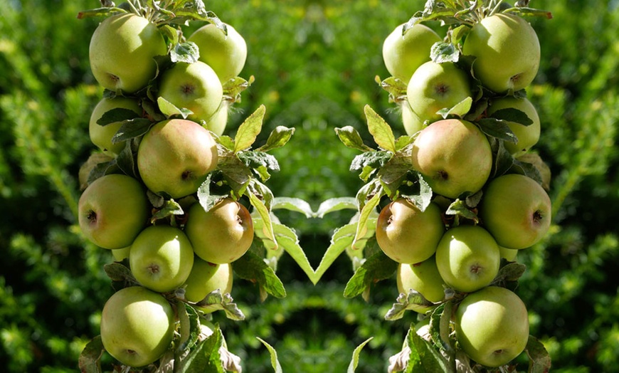 Image 8: Three Mini Fruit Tree Collection Potted Plants