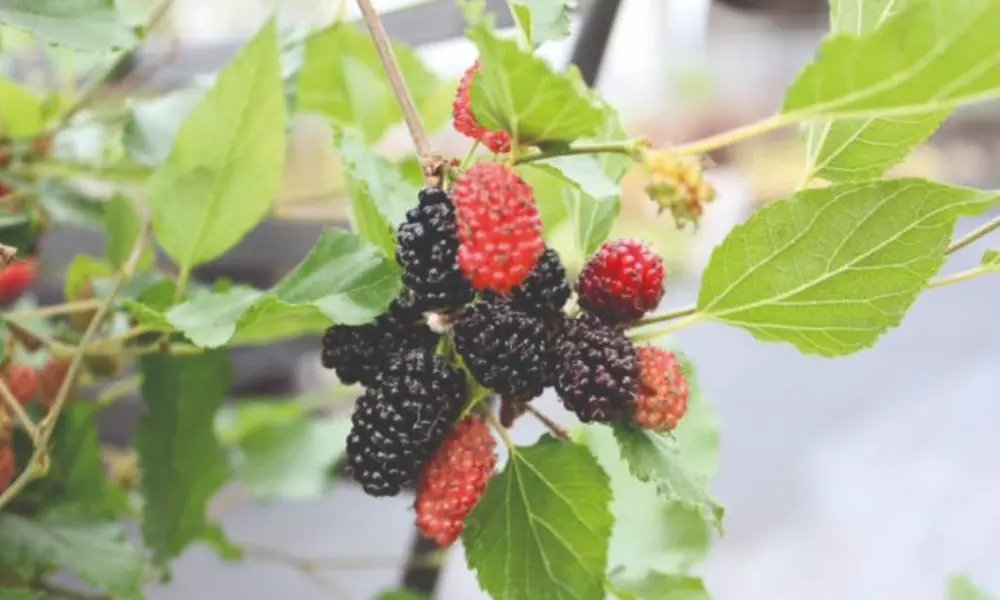 Mulberry 'Charlotte Russe' (Mojo Berry) - 1, 2, or 3 Potted Plants - Primary Image