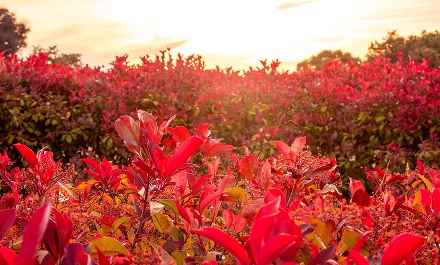 Image 1: Set di Piante Photinia, Foglie Rosse