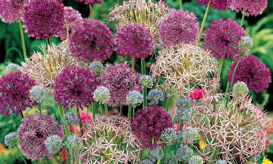 Image 1: 100 or 200 Bulbs of Allium Bumper Pack 