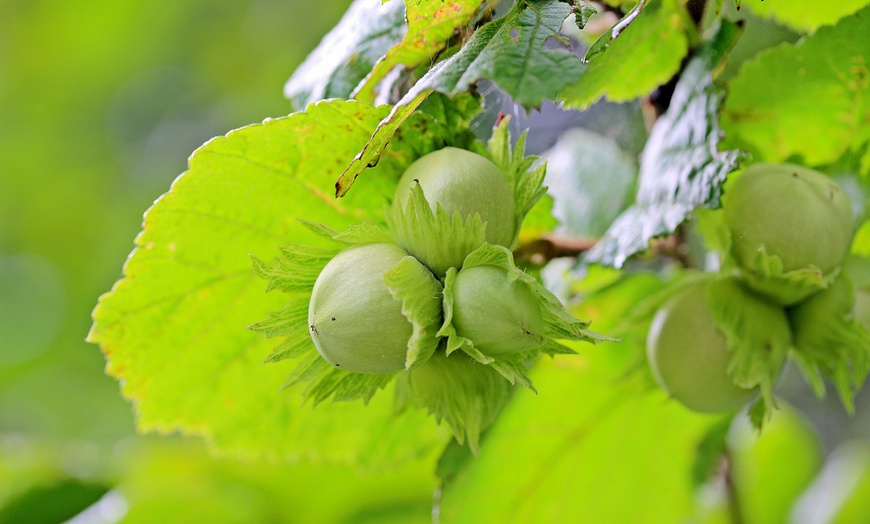 Image 9: Lot de 4 ou 8 arbres à noix de forêt