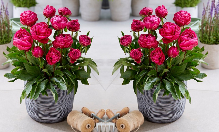 Image 2: Peony Patio Trio - Three or Six Bare Root Plants