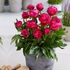 Image 2: Peony Patio Trio - Three or Six Bare Root Plants