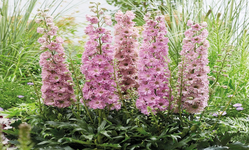 Image 2: Pink Delphinium Juliette - 1, 3 or 5 Potted Plants
