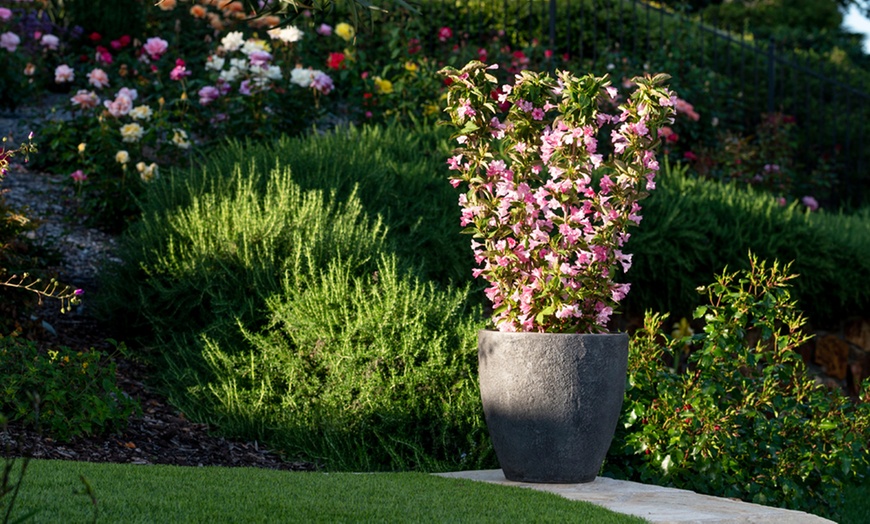 Image 4: Weigela Towers of Flowers Apple Blossom - 1 or 2 Plants