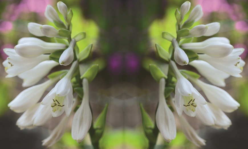 Image 2: Mixed Hardy Hosta Collection - 5 or 10 plants