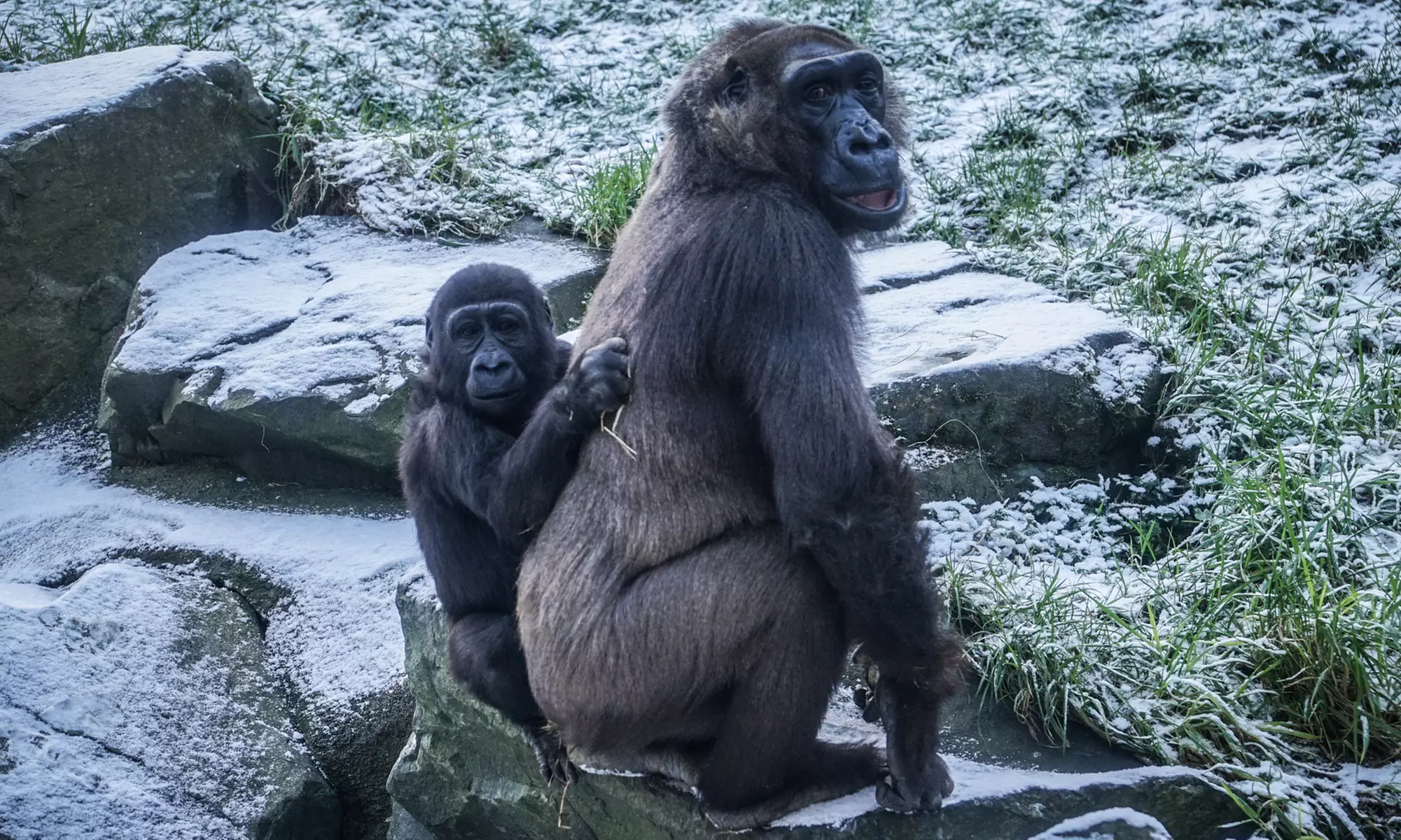 General Admission to Belfast Zoo For Child, Adult, or Family