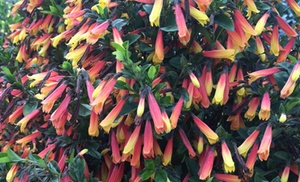 One or Three Brazilian Fuchsia Plants