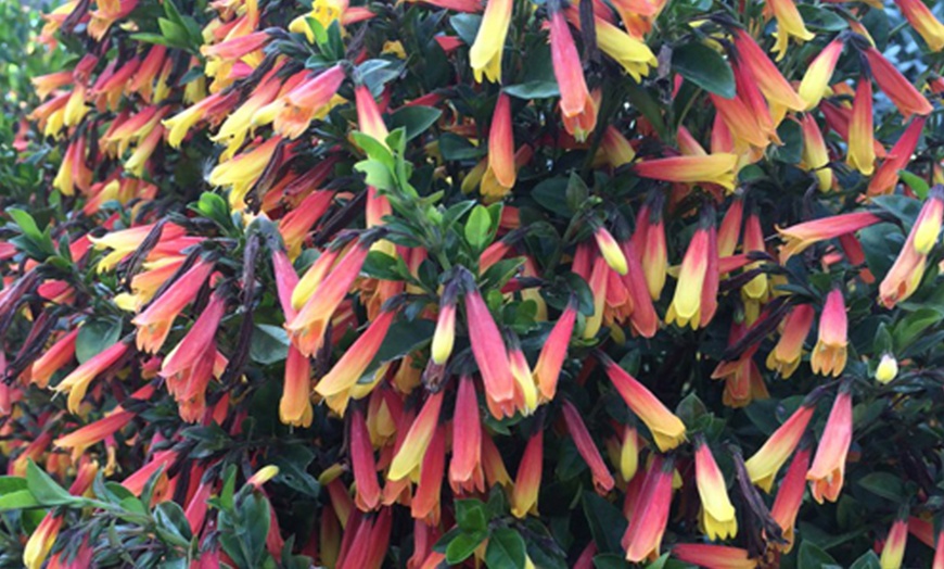 Image 1: One or Three Brazilian Fuchsia Plants