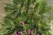 Dwarf Fan Palm 'Chamaerops Humilis Vulcano' - 1 or 2 Potted Plants - Image 2