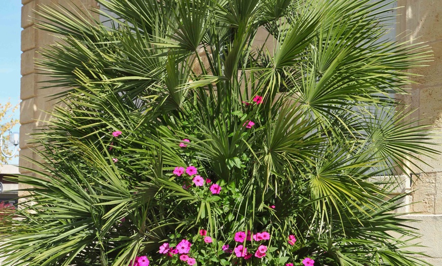 Image 2: Dwarf Fan Palm 'Chamaerops Humilis Vulcano' - 1 or 2 Potted Plants