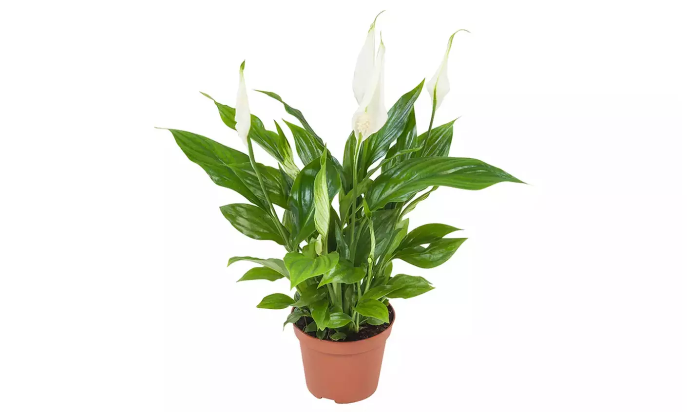 5er-Set Zimmerpflanzen