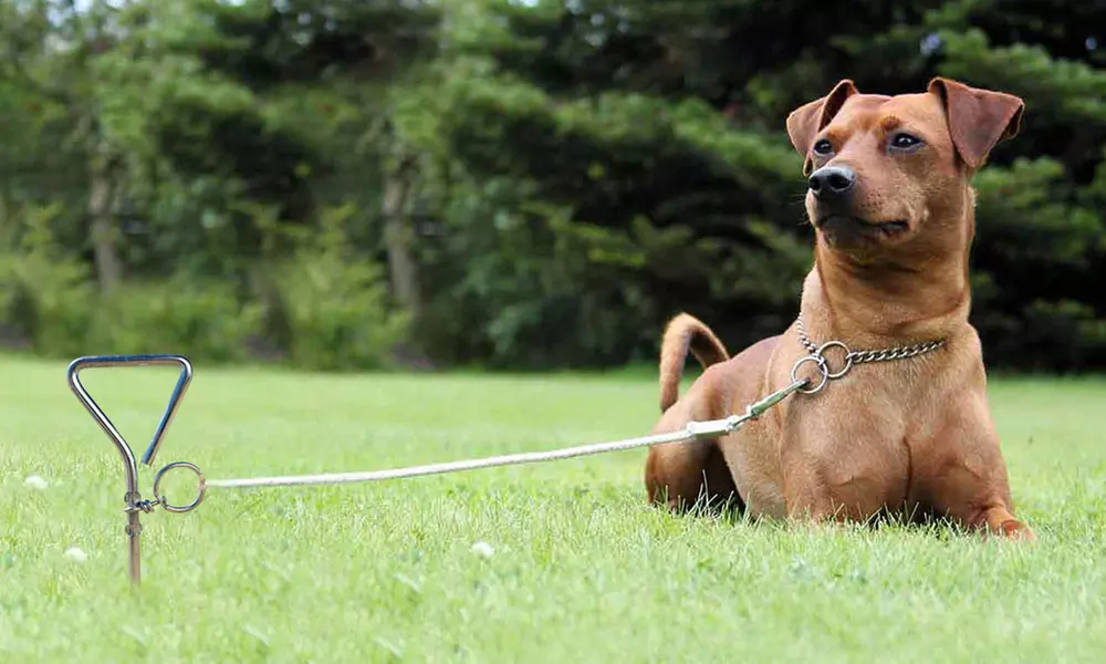 1 ou 2 chevilles avec trépied, livraison offerte - Primary Image