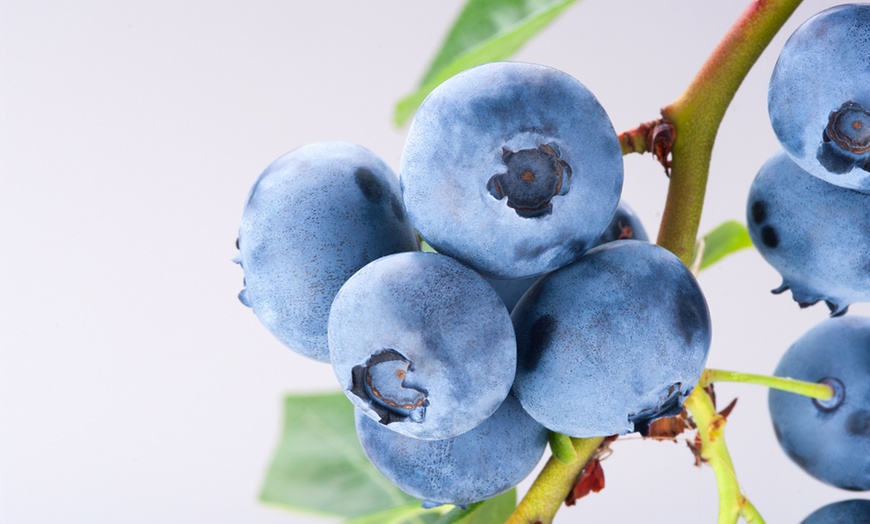 Image 3: One or Two Blueberry (Vaccinium) Powder Blue Potted Plants 9cm