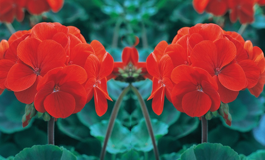 Image 4: 15 or 30 Geranium Best Red Garden-Ready Plants