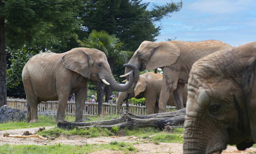 Image 4: Entrée 1 ou 2 jours au ZooParc de Beauval