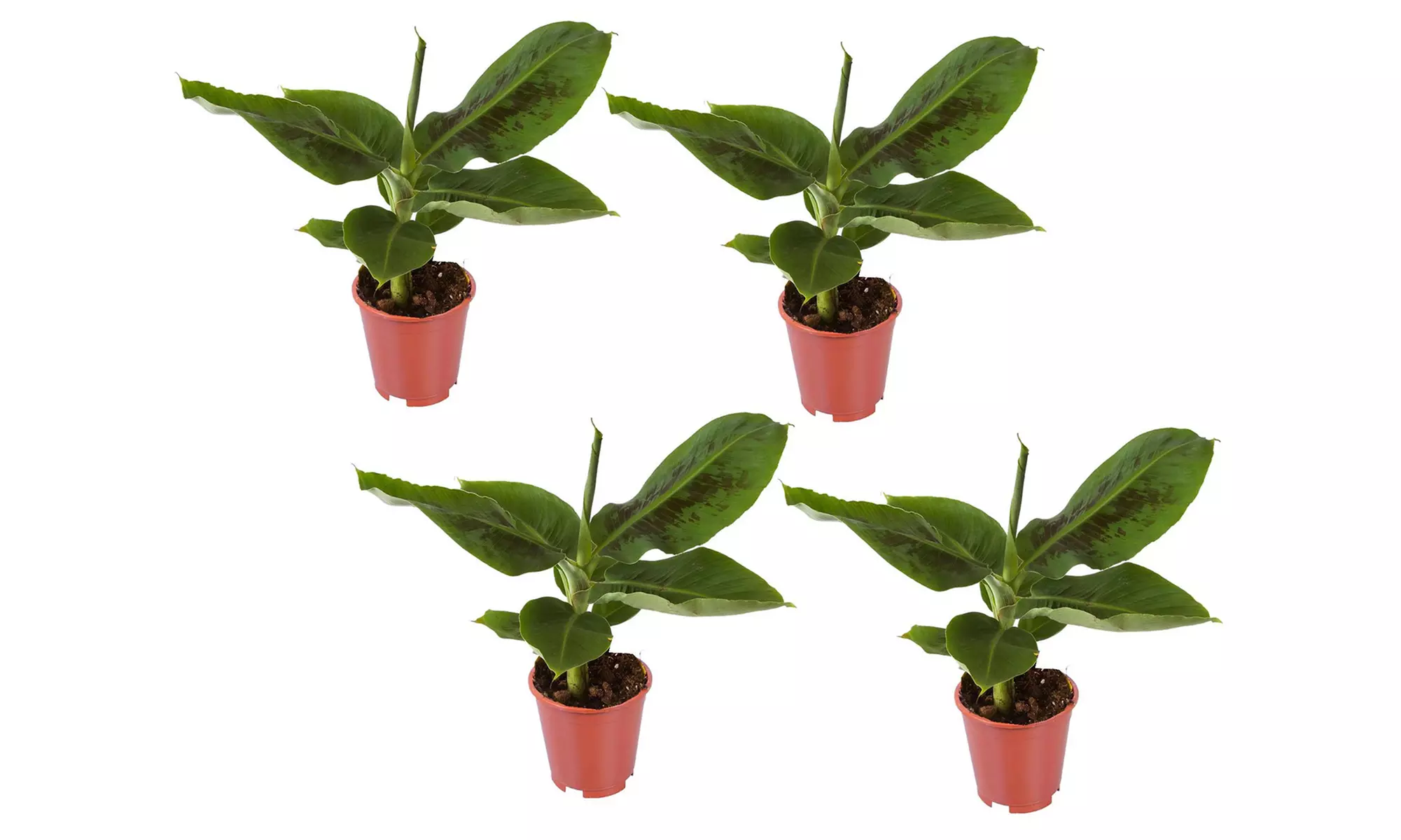 Lot de 2 ou 4 bananiers d'intérieur "Musa spp", 25-40 cm à la livraison pot inclus - Second Medium