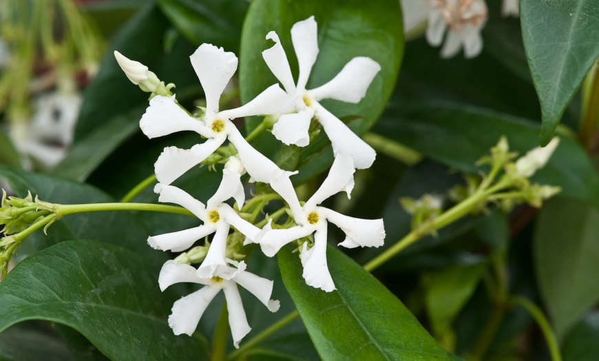 Image 3: 3 ou 6 plants de jasmin toscan blanc 25-40 cm