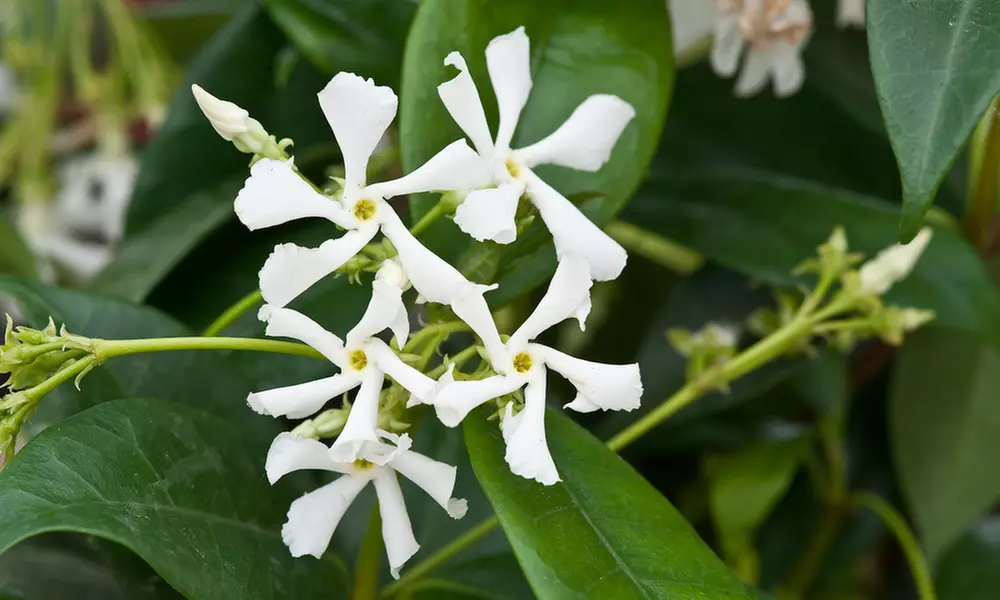3 ou 6 plants de jasmin toscan blanc 25-40 cm