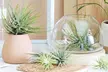 Mezcla de 6 o 12 plantas de aire Tillandsia - Second Medium