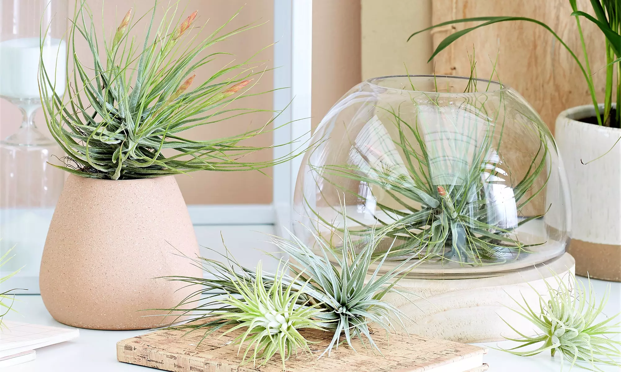 Mezcla de plantas de aire Tillandsia