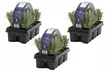 Lot de 6, 12 ou 18 plantes de lavande "Lavandula Angustifolia" - Second Medium