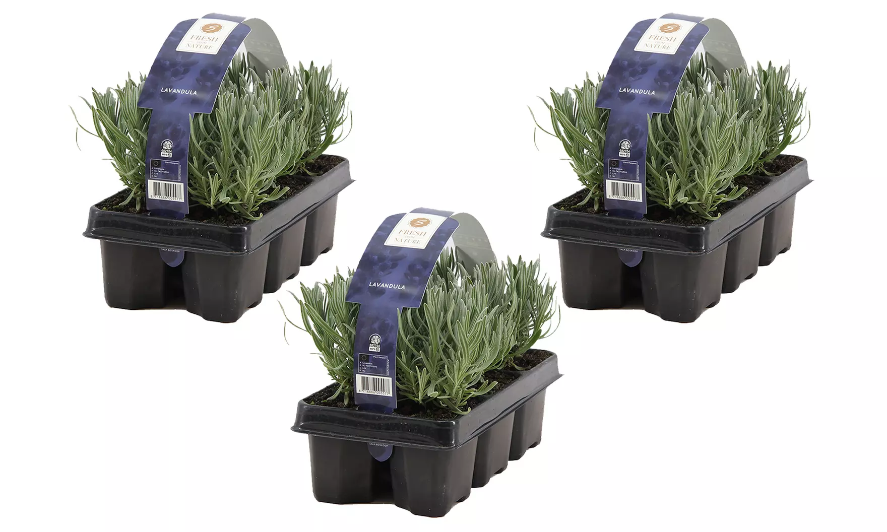 Lot de plantes de lavande