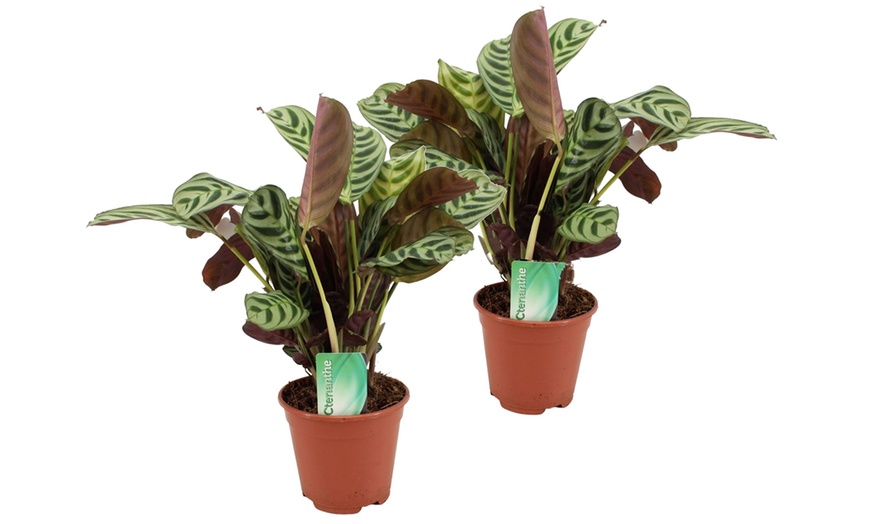 Image 5: Set de 2 plantas Ctenanthe