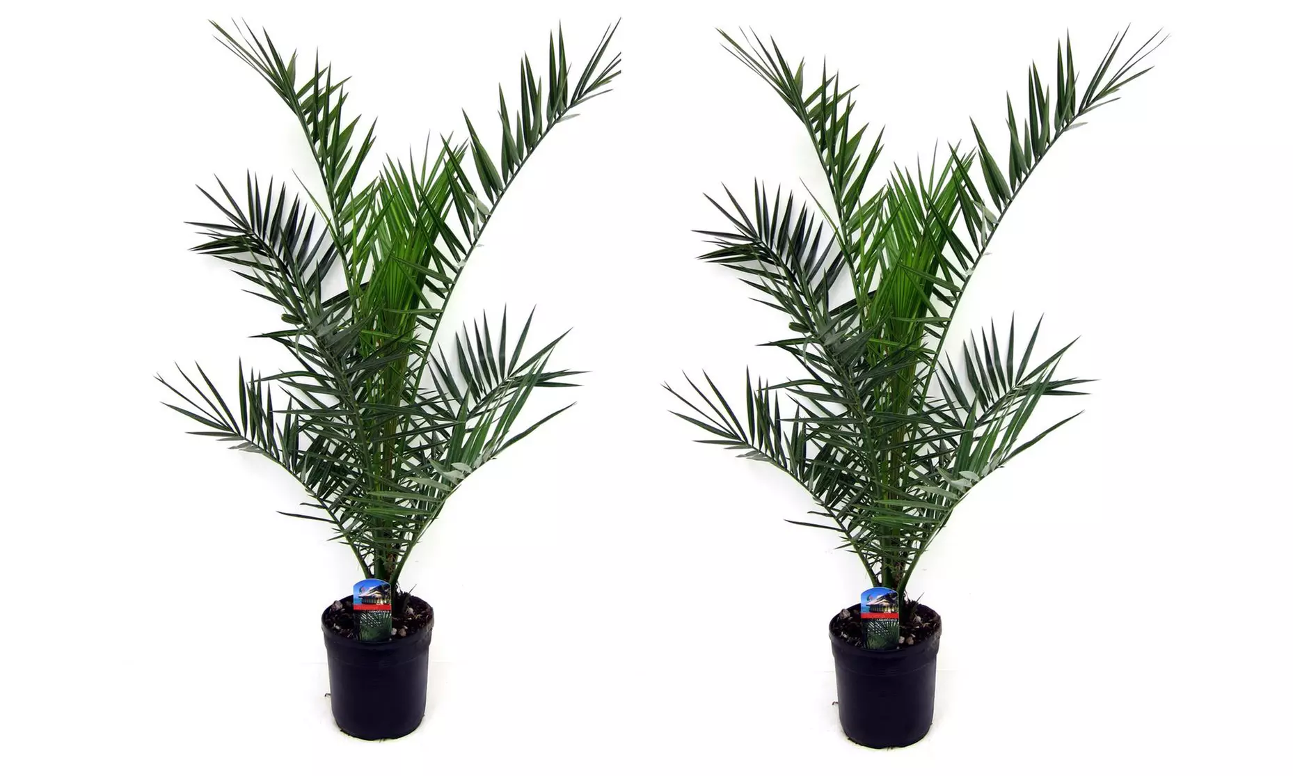 1, 2 ou 4 palmiers dattiers des Canaries