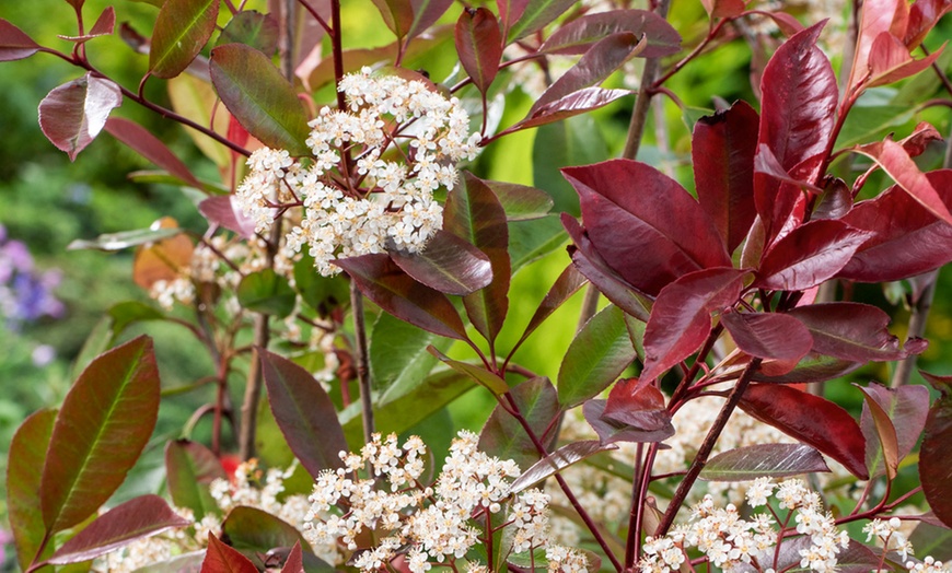 Image 4: Set van 3 of 6 'Red Robin' mispel planten van OH2