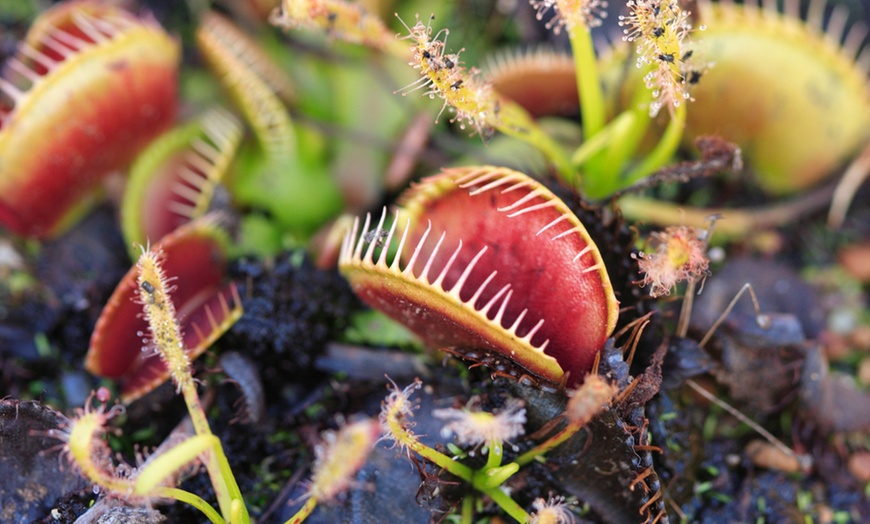 Image 3: Plante carnivore attrape-mouche