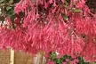 5 or 10 Fuchsia Eruption Plants - Second Medium