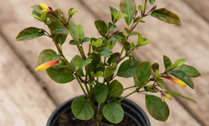 Image 3: Ceanothus Thyrsiflorus Repens Plant